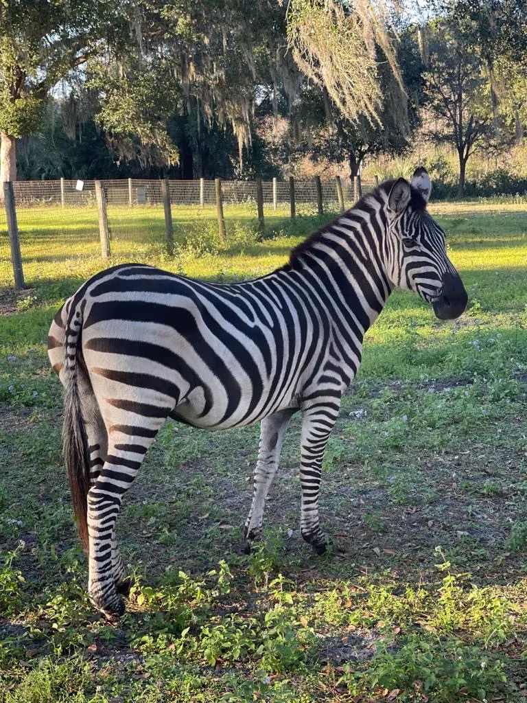 Ruby the Zebra - Ruby Oaks Animal Farm