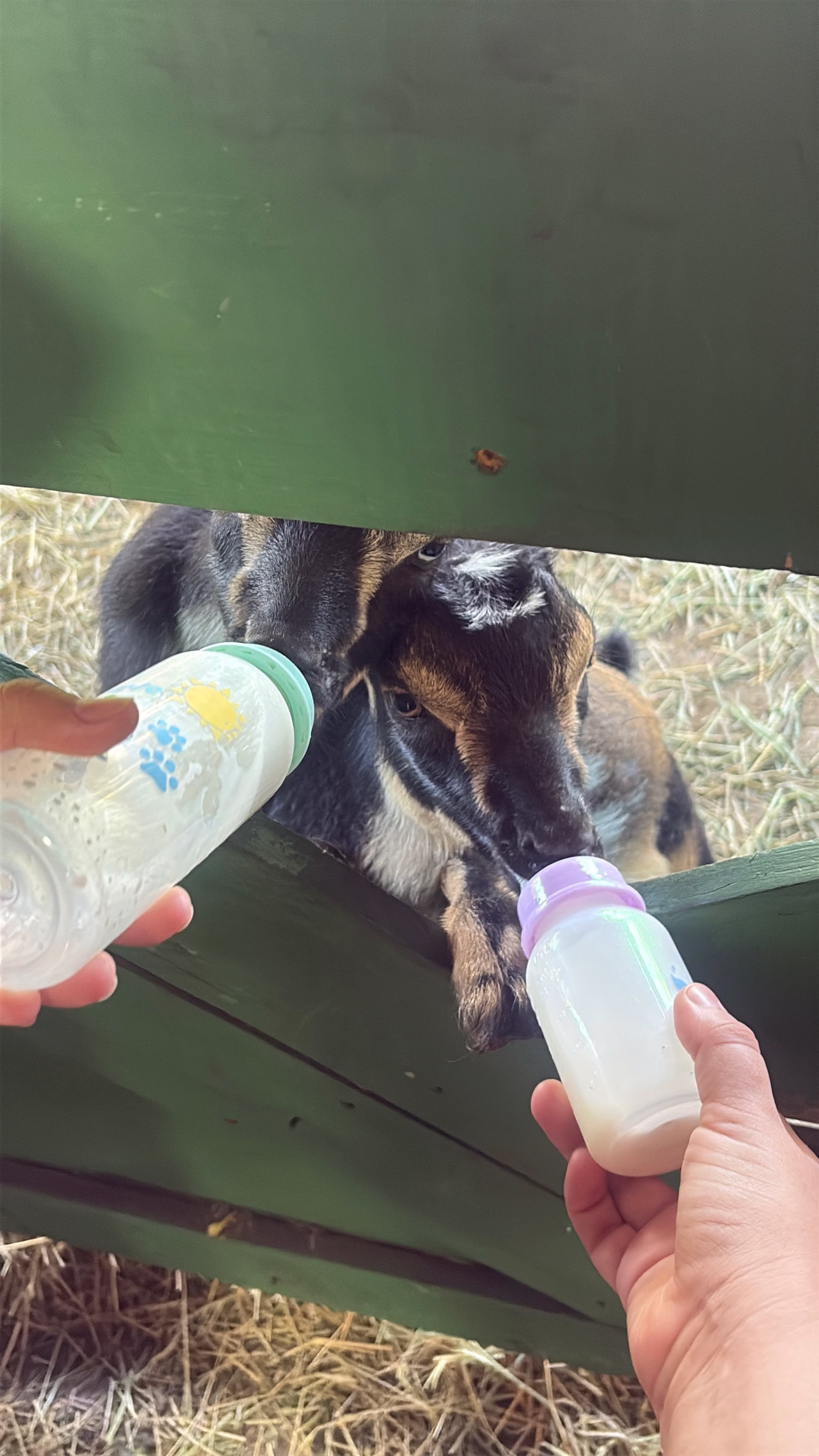 Hands bottle-feeding a young baby goat through a green fence with milk bottles at Ruby Oaks Animal Farm near Orlando, Florida