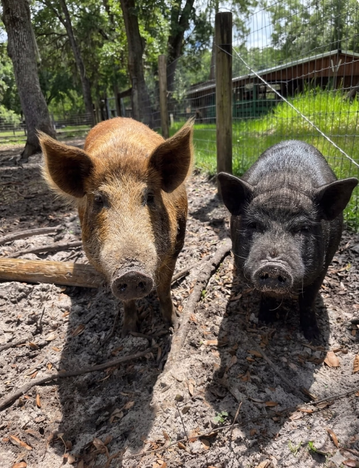 A brown pig and a black pig standing side by side on sandy ground at Ruby Oaks Animal Farm near Orlando, Florida