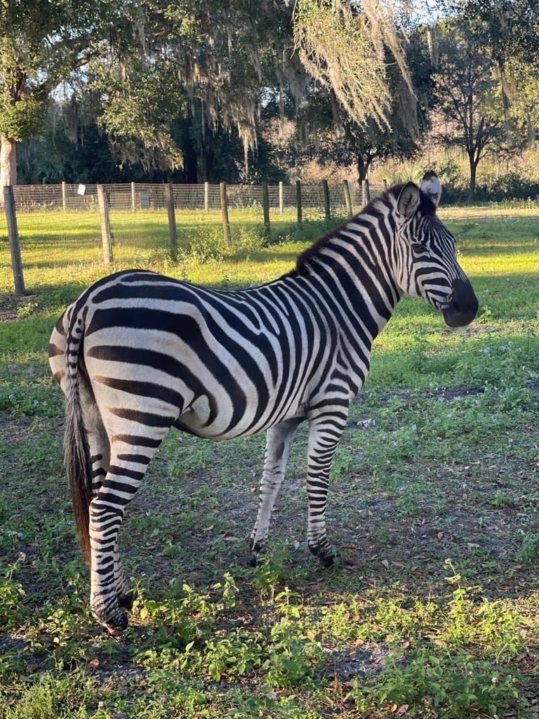 A zebra standing in a grassy enclosure at Ruby Oaks Animal Farm near Orlando, Florida, with Spanish moss-draped trees and fencing in the background