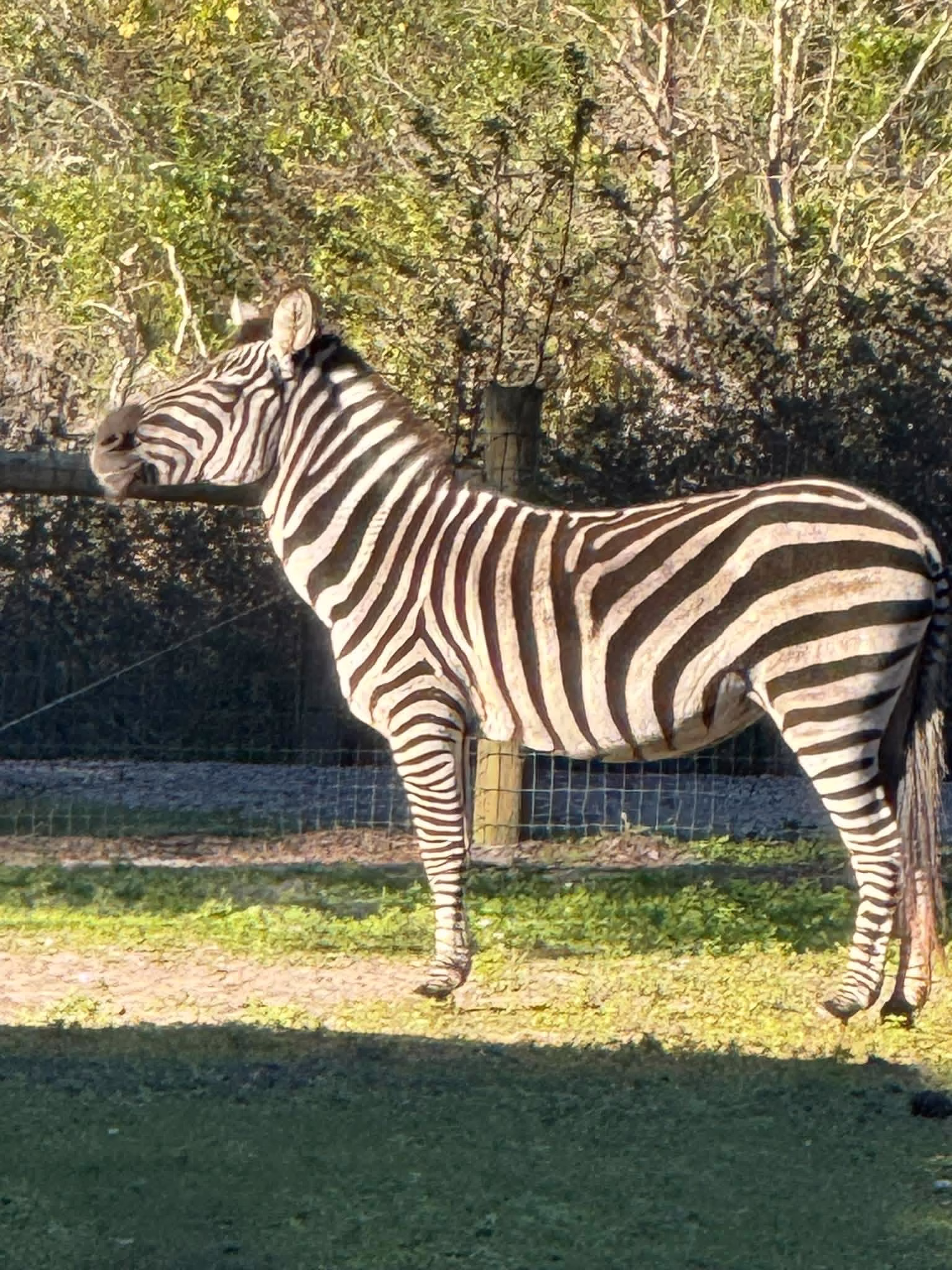 A zebra standing in profile view at Ruby Oaks Animal Farm near Orlando, Florida, with a wire fence and trees visible in the background
